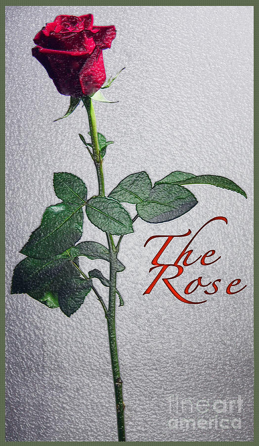 The Rose Photograph by Terry Wallace
