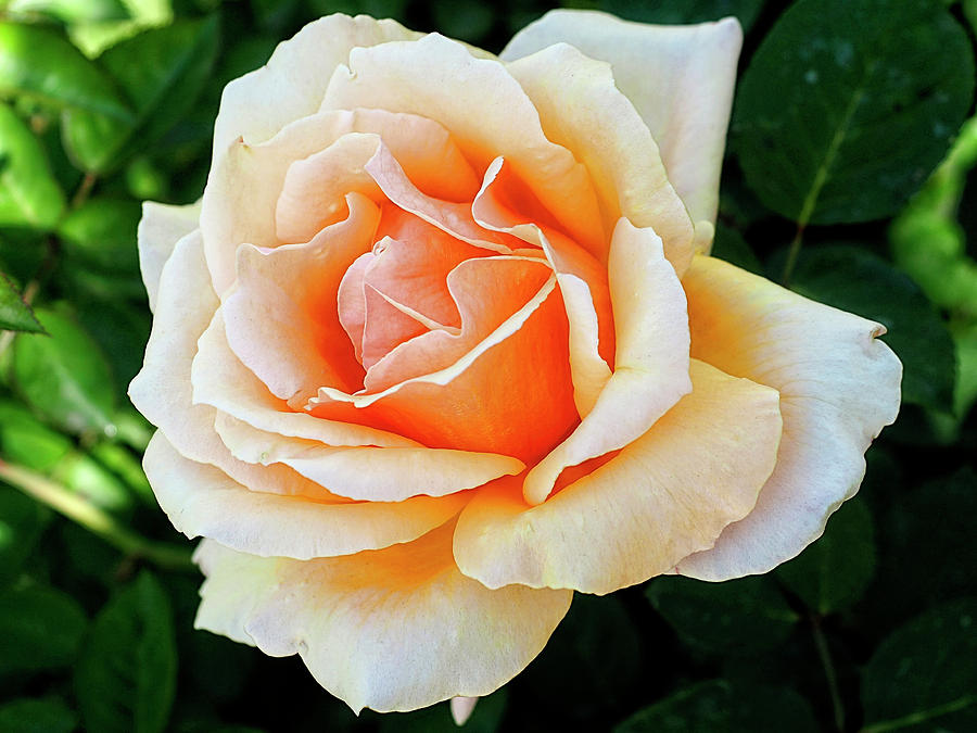 The Rose Of Blossoming Love Photograph