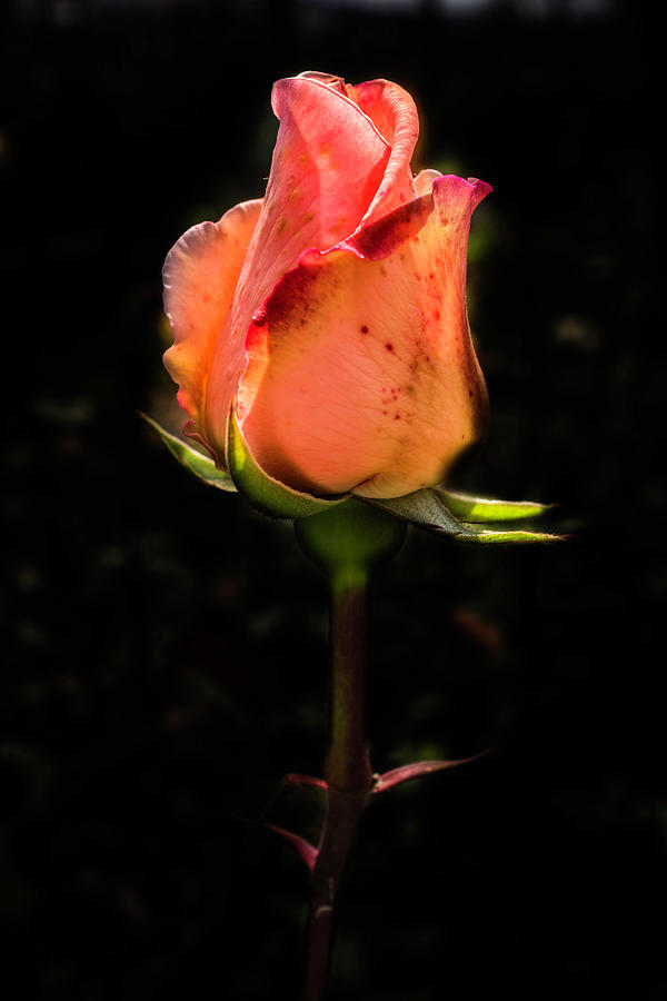 The Rose Photograph by Wolfgang Stocker