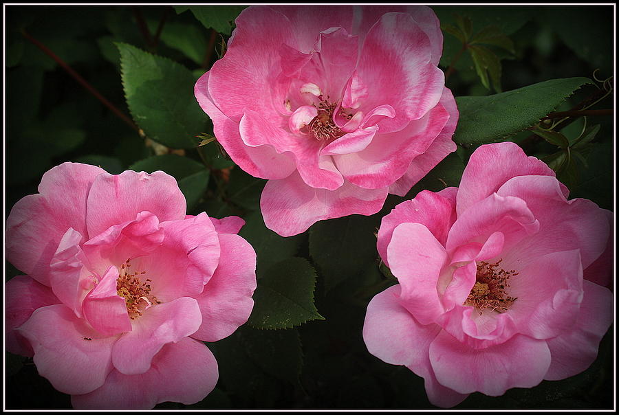 The Roses in My Garden Photograph by Dora Sofia Caputo