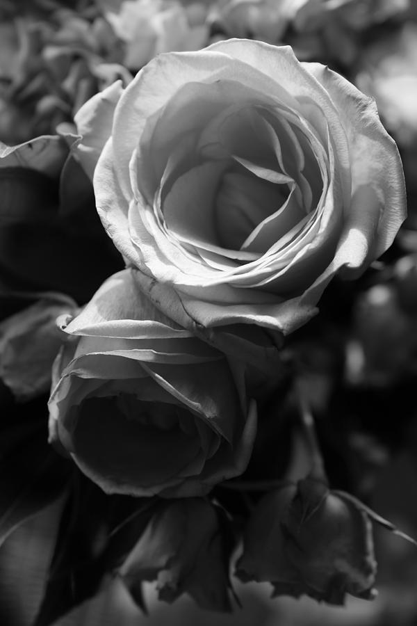 The Roses Photograph by Mark Salamon