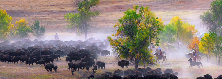 Buffalo Photograph - The Round Up by Kadek Susanto