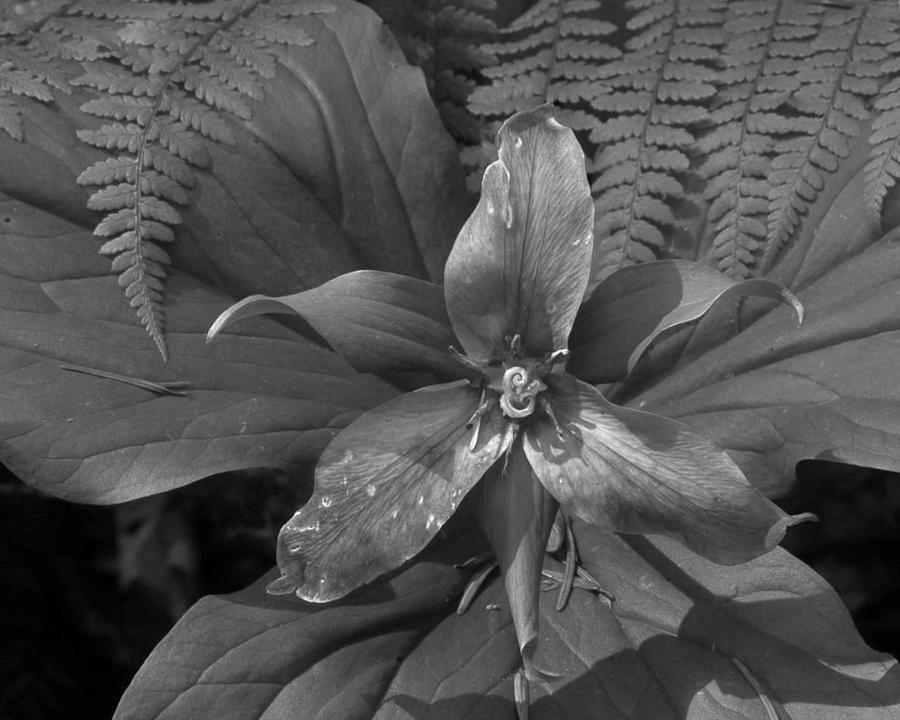 The Royal Trillium BW Photograph by Charles Lucas