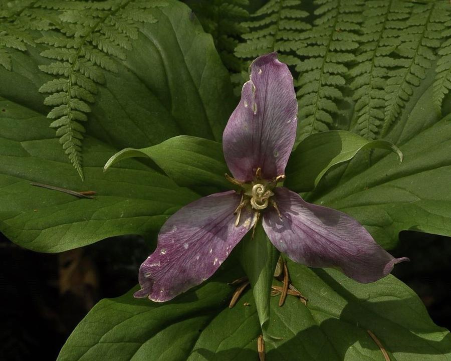 The Royal Trillium Photograph by Charles Lucas