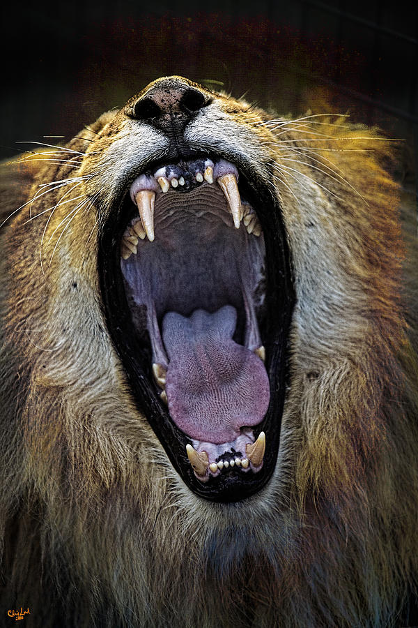 The Royal Yawn Photograph by Chris Lord
