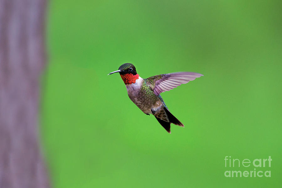 The Ruby-throated Hummingbird Photograph by Dan Friend