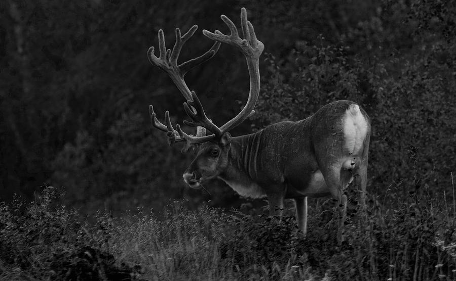 The Ruling Reindeer Bull Photograph by Pekka Sammallahti