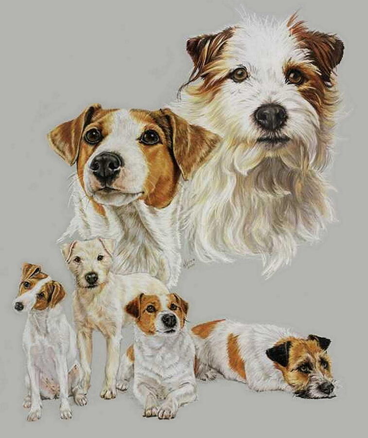 The Russel Terrier Collage Drawing by Barbara Keith