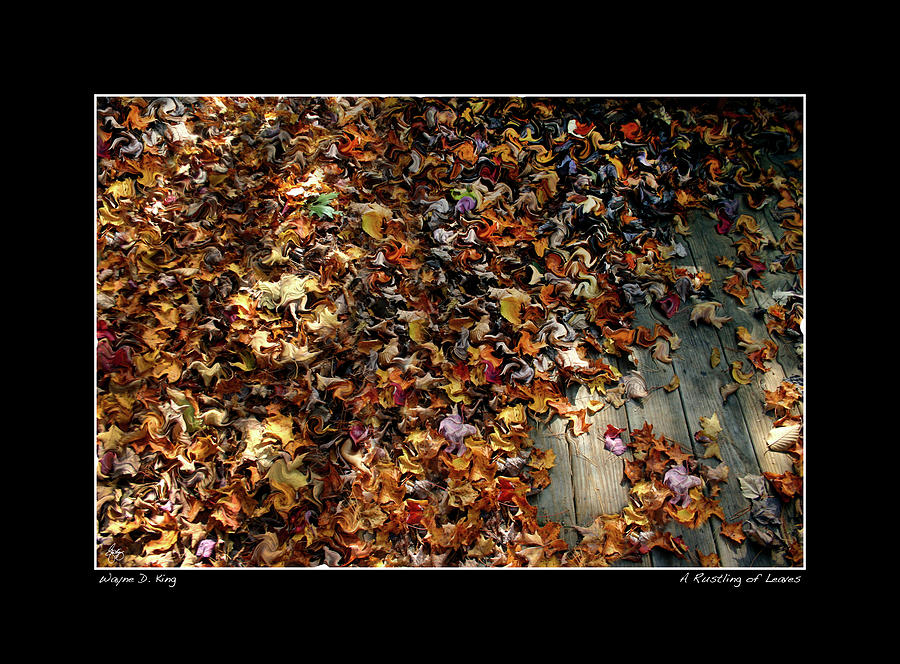 The Rustling of Leaves Photograph by Wayne King