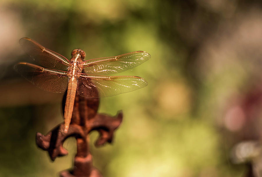 The Rusty Dragonfly Photograph by Wendy Carrington