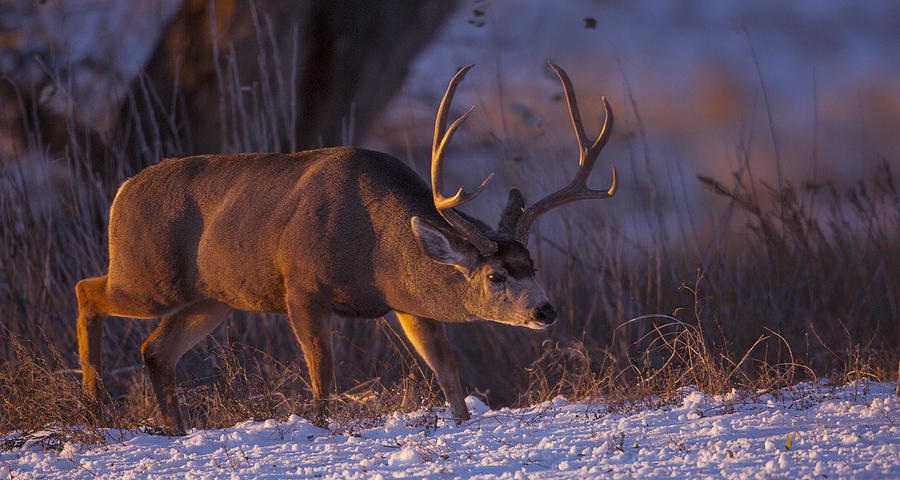 The rut is on Photograph by Jeff Shumaker