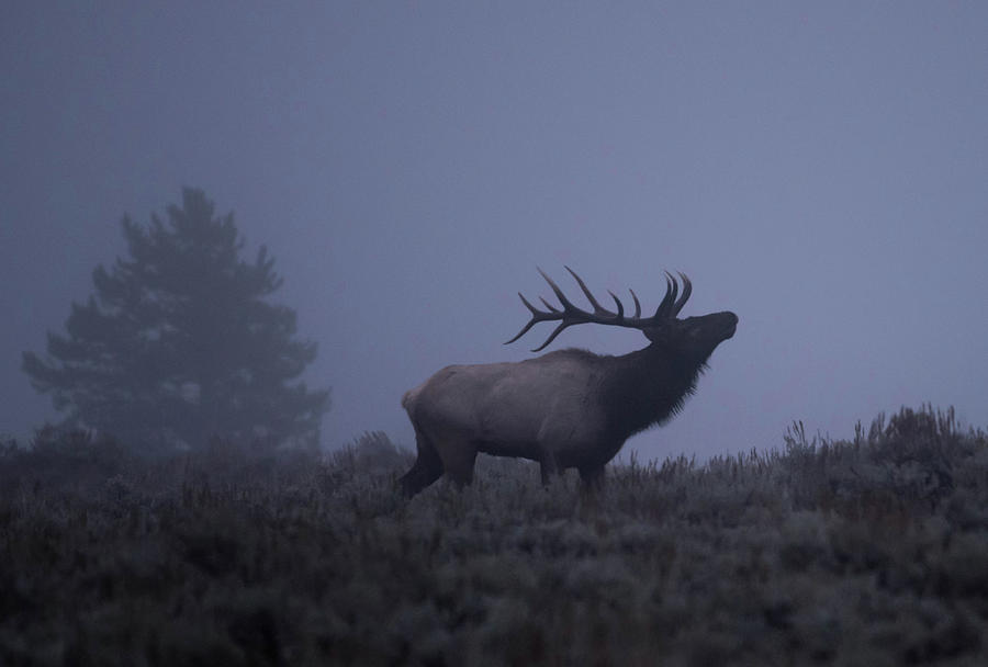The Rut Photograph by Jody Partin