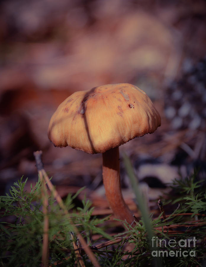 The Sacred Mushroom Photograph by Adrian De Leon Art and Photography