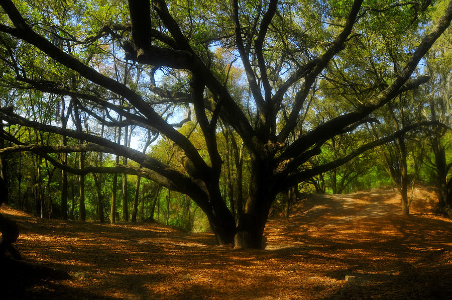 Spring Photograph - The Sacred Oak by David Lee Thompson