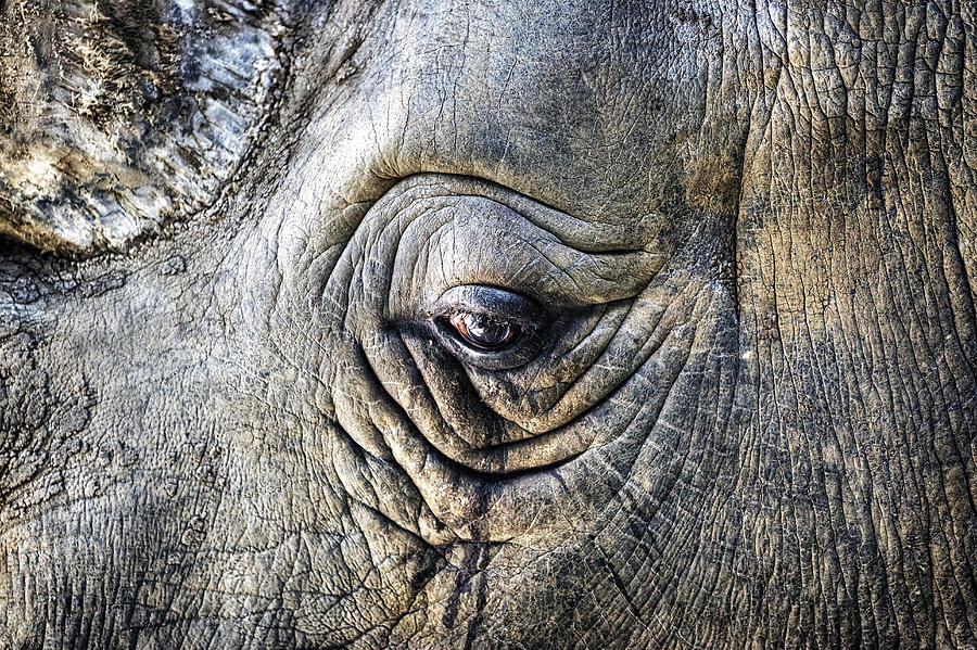 The sad eye of a rhino Photograph by Joana Kruse