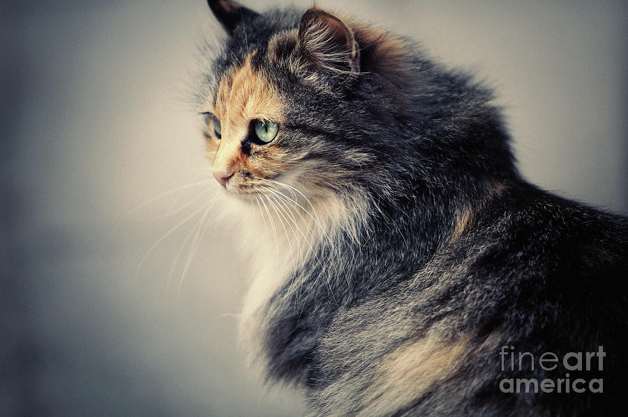 The Sad Street Cat Photograph by Dimitar Hristov