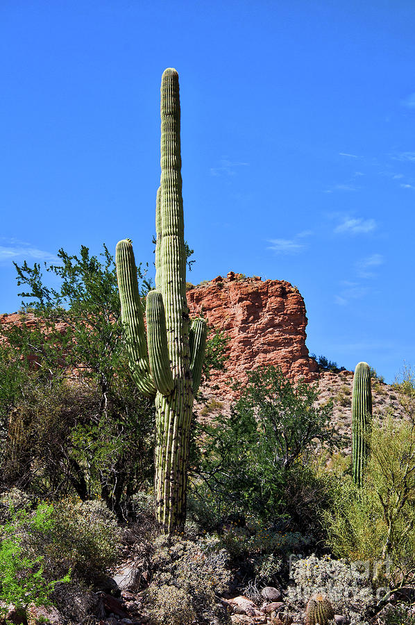 The Saguaro And The Deep Blue Sky Photograph by Kirt Tisdale