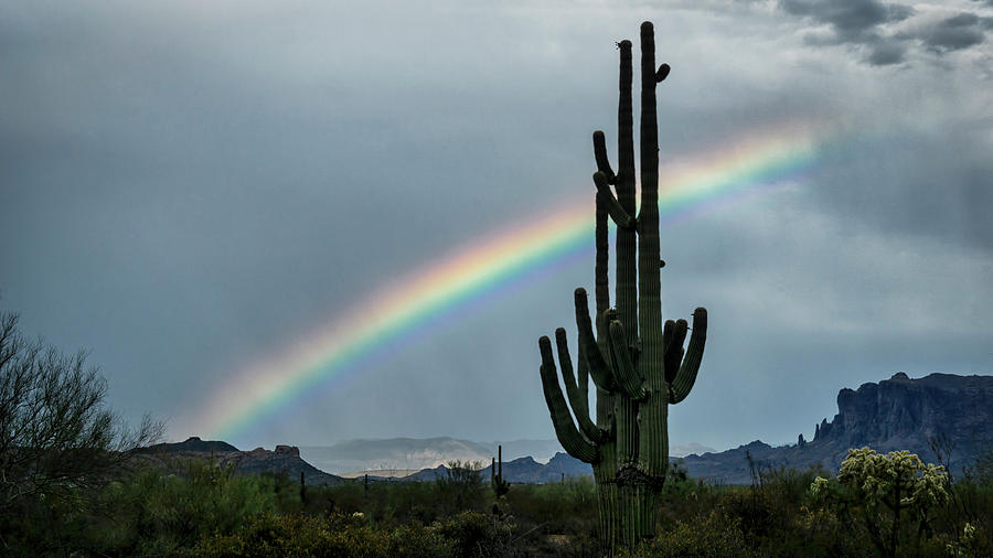 The Saguaro and the Rainbow Photograph by Saija Lehtonen