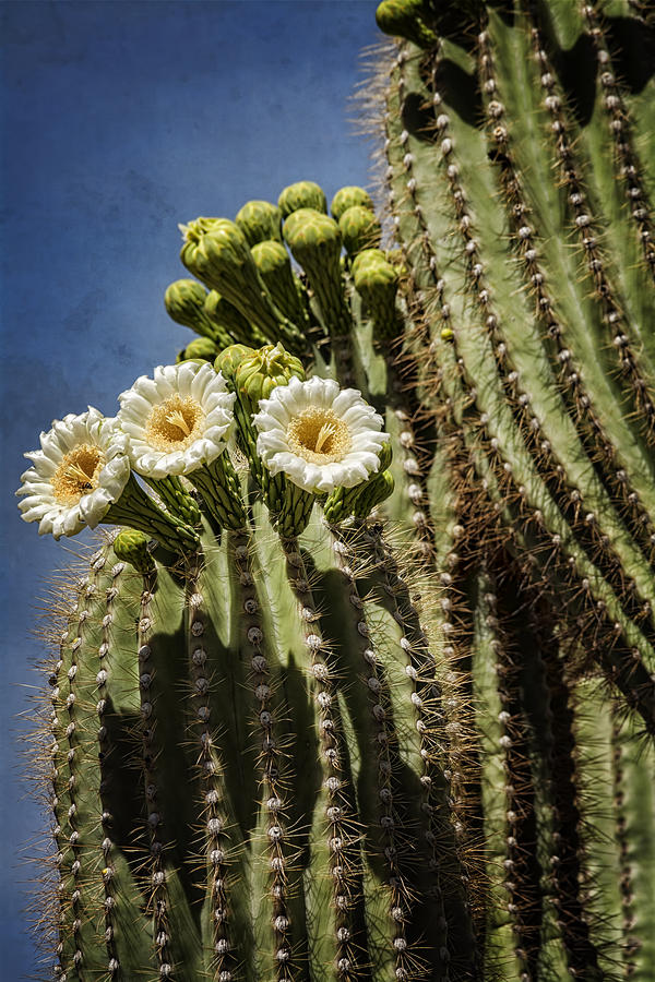 The Saguaro Cactus  Photograph by Saija Lehtonen