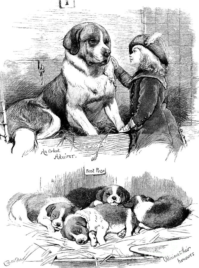 The Saint Bernard Club Dog Show Painting by Charles Burton Barber