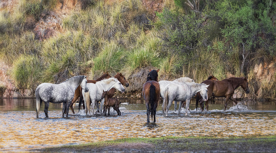 Horse Photograph - The Salt River Wild Horses  by Saija Lehtonen