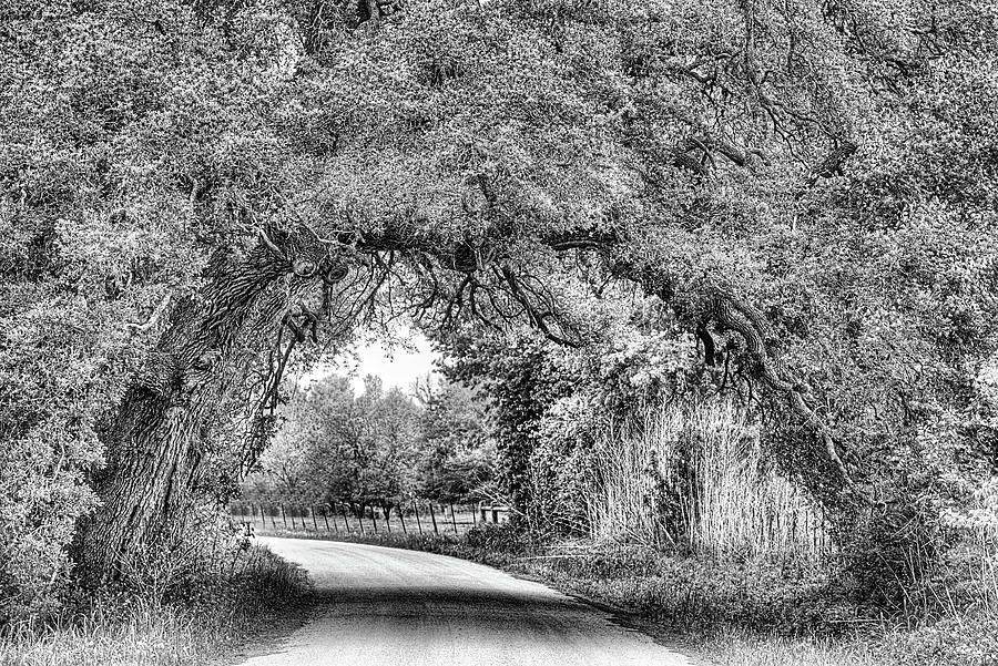 The Sam Houston Oak Arch Black and White Photograph by JC Findley