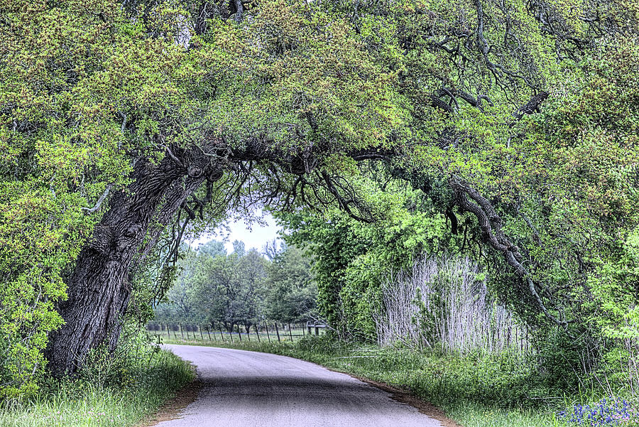 The Sam Houston Oak Arch Photograph by JC Findley