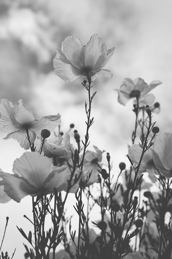 Flower Photograph - The Same Air You Breathe by Laurie Search