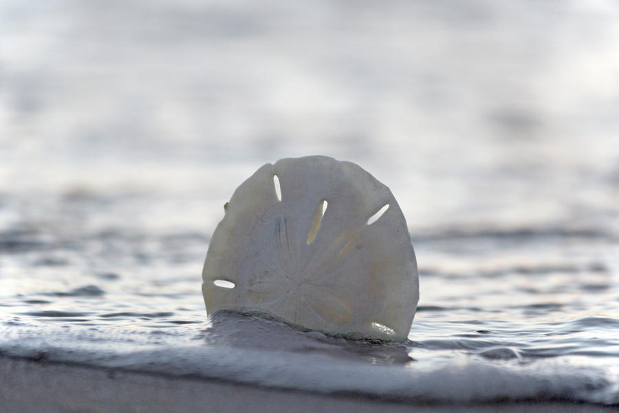 Sunset Photograph - The Sand Dollar by Betsy Knapp
