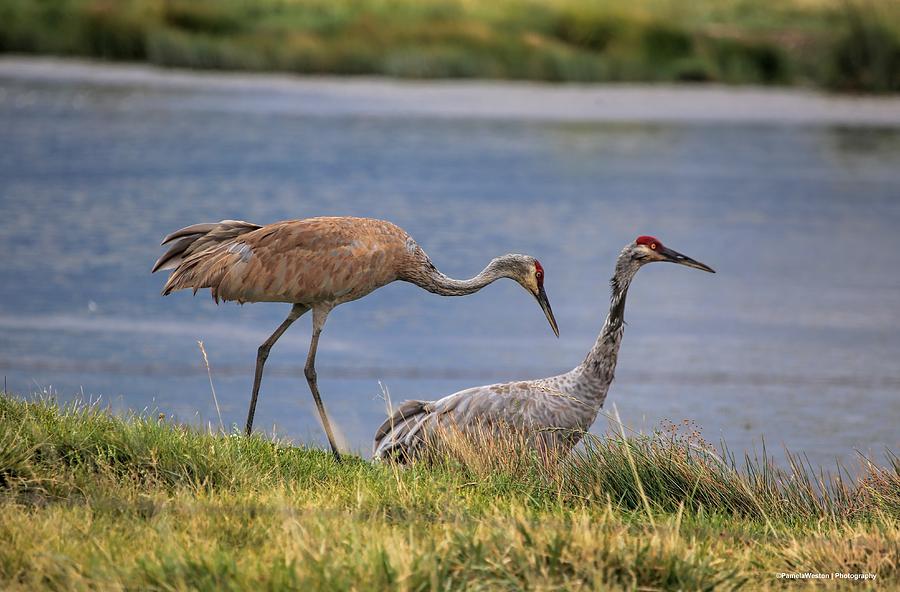 The Sandhill Cranes Photograph by Pamela Weston - Fine Art America