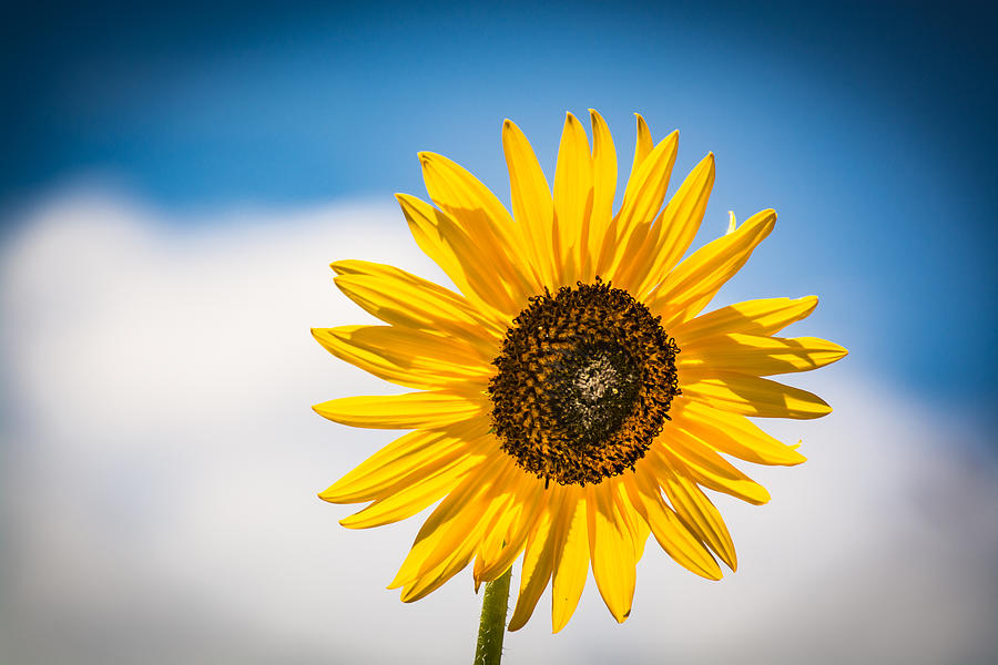 The Santa Fe Sunflower Photograph by Paul LeSage