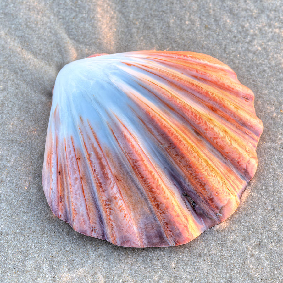 The Scallop  Photograph by JC Findley