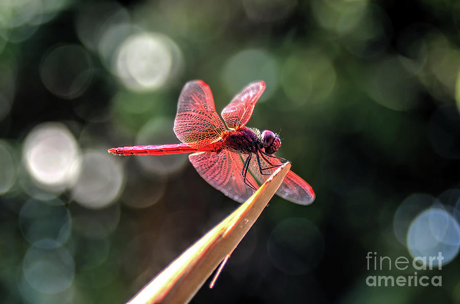 the Scarlet dragonfly Photograph by Michelle Meenawong