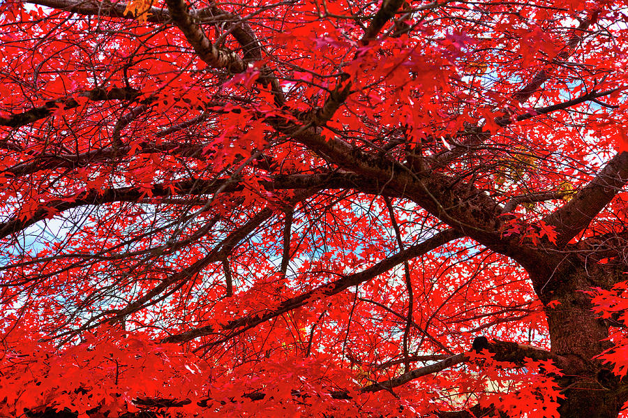Fall Photograph - The Scarlet Oak Tree by David Patterson