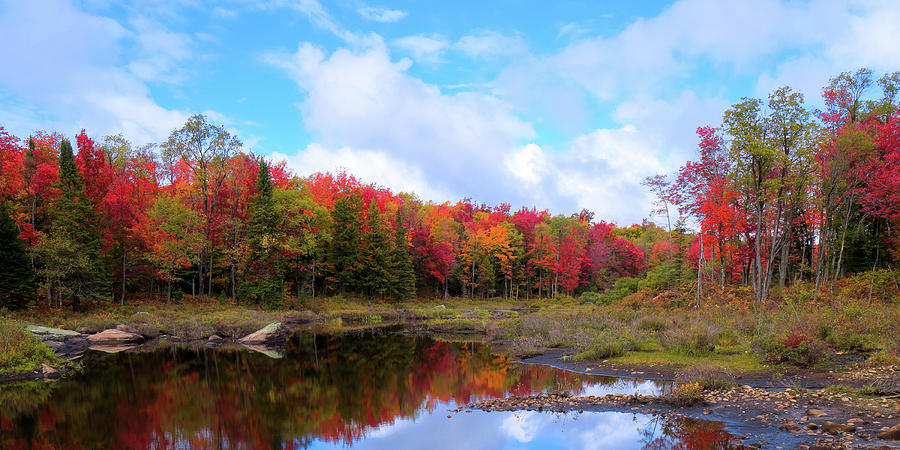 The Scarlet Reds of Autumn Photograph by David Patterson