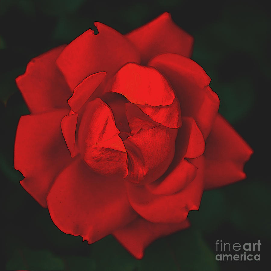 The Scarlet Rose Mixed Media by Sherry Hallemeier