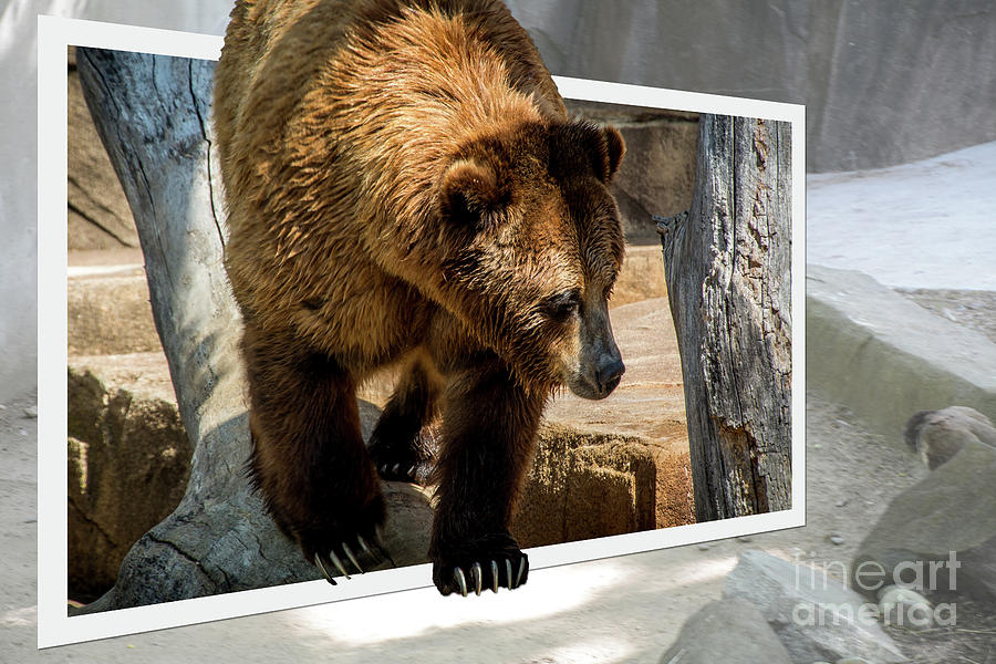 The Scavenger Photograph by Deborah Klubertanz Fine Art America