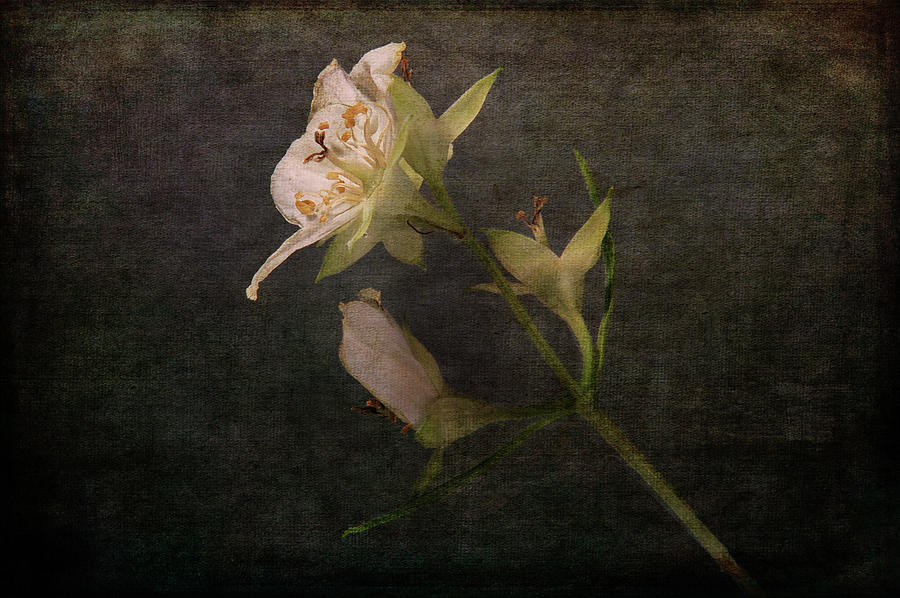 The Scent of Jasmines Photograph by Randi Grace Nilsberg
