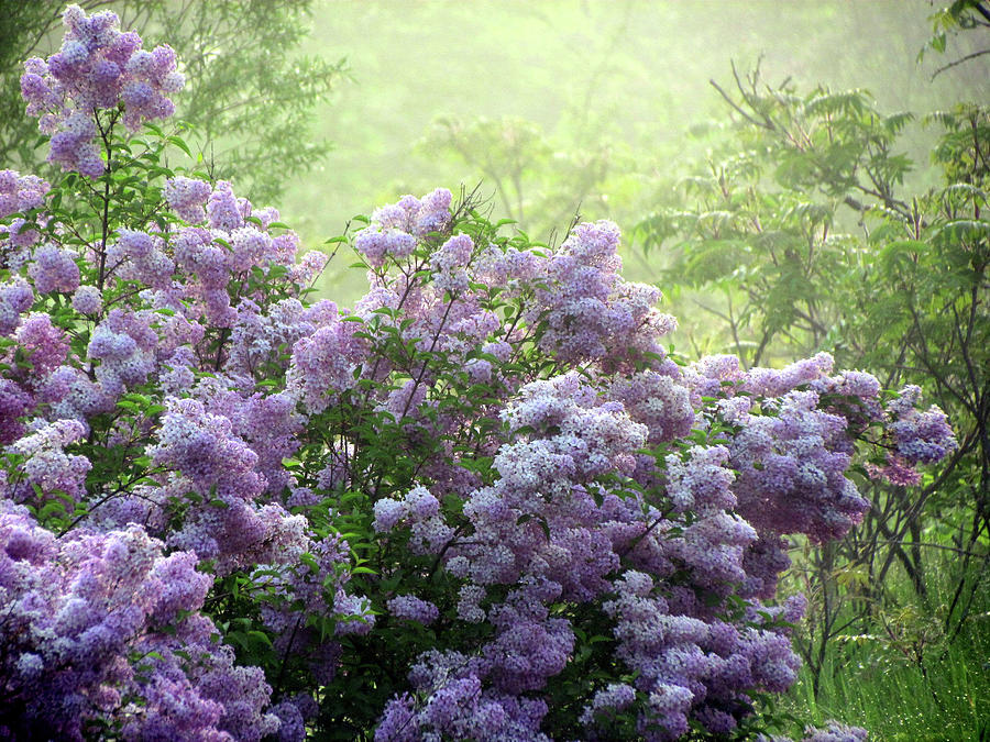 The Scent of Lilacs Photograph by David T Wilkinson