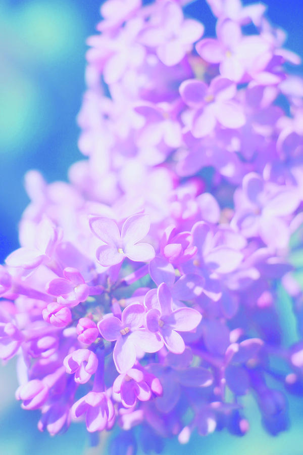 Spring Photograph - The Scent Of Lilacs by Iryna Goodall