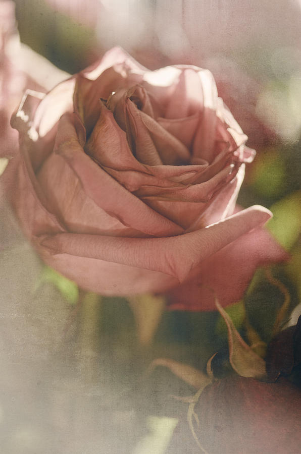 The Scent of Old Roses Photograph by Sandra Parlow