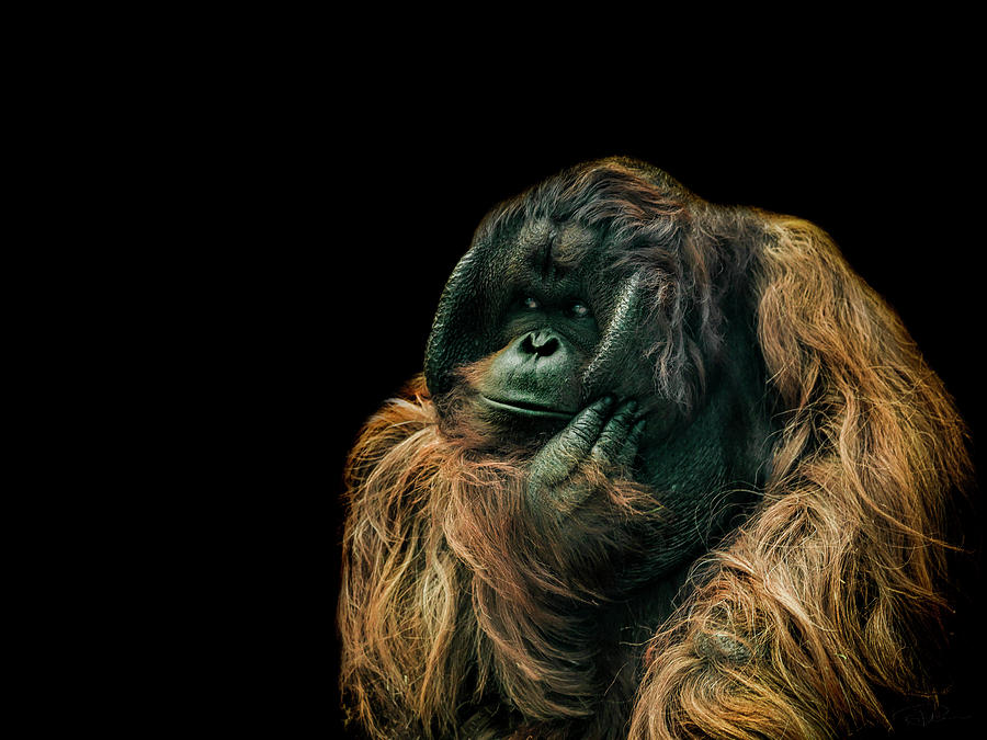 Ape Photograph - The Sceptic by Paul Neville
