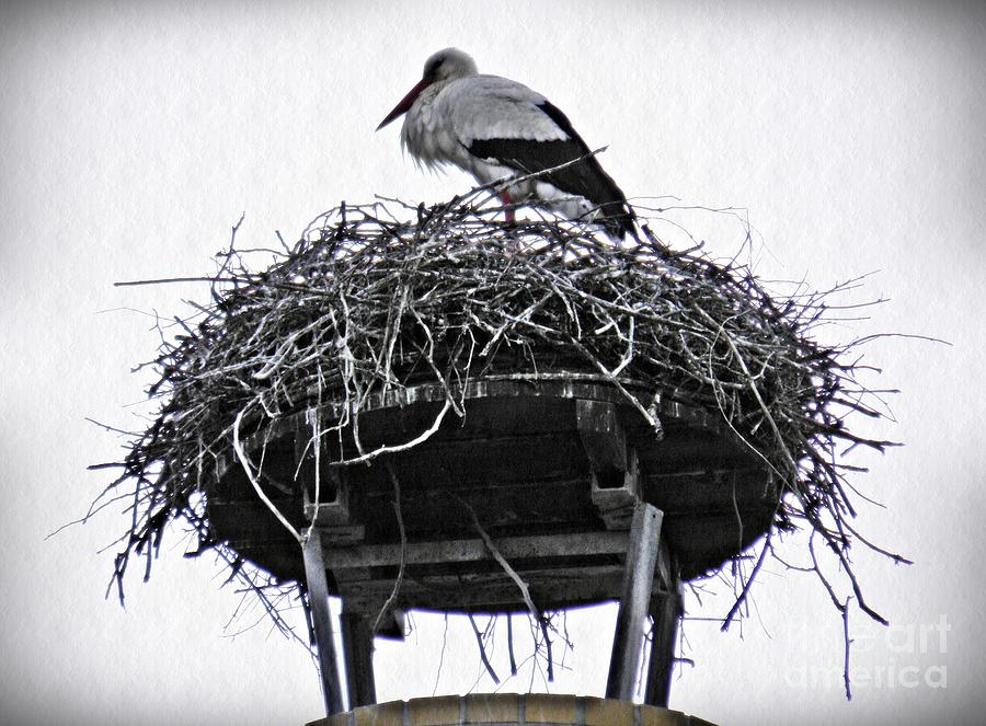 Stork Photograph - The Schierstein Stork by Sarah Loft