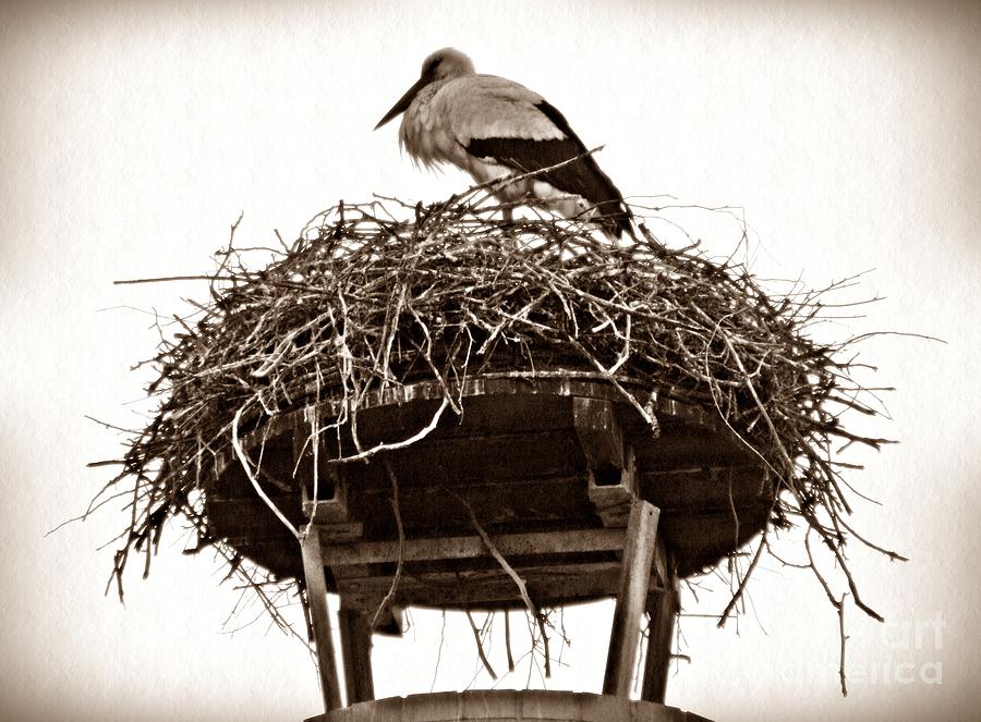 The Schierstein Stork Sepia Photograph by Sarah Loft
