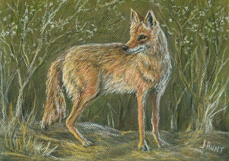 The Scout, Coyote Painting by June Hunt