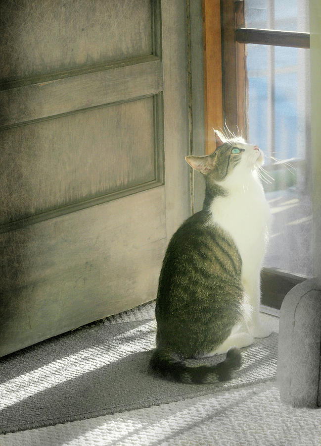 Cat Photograph - The Screen Door Cat by Diana Angstadt