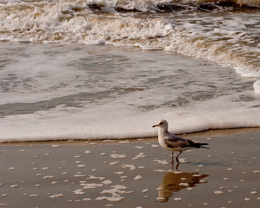 Beach Photograph - The Sea Gull Strole by Melissa Lutes