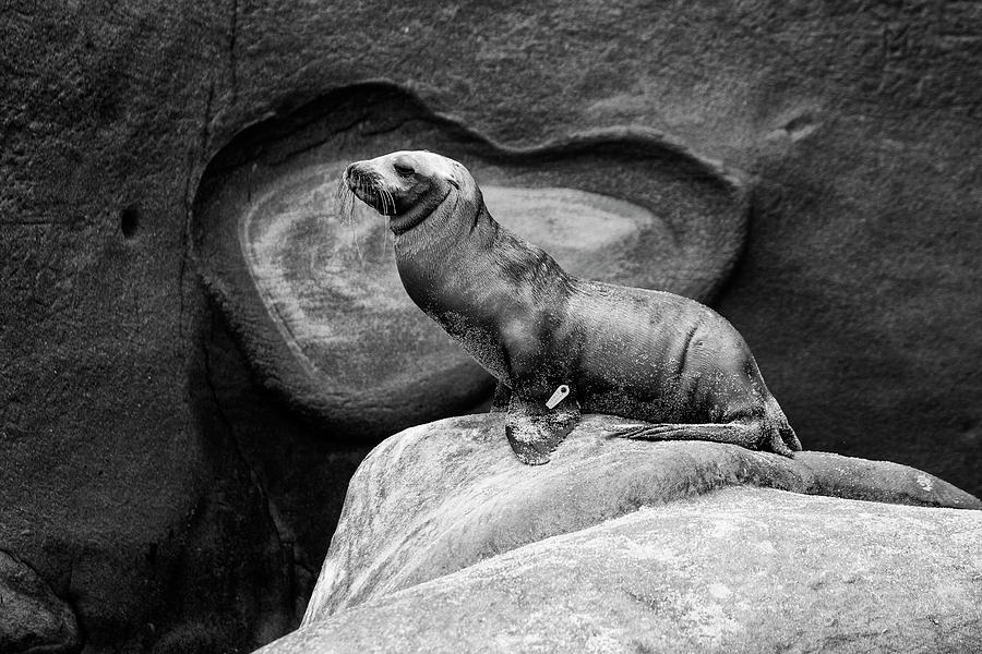 The Sea Lion King  Photograph by Mike Trueblood