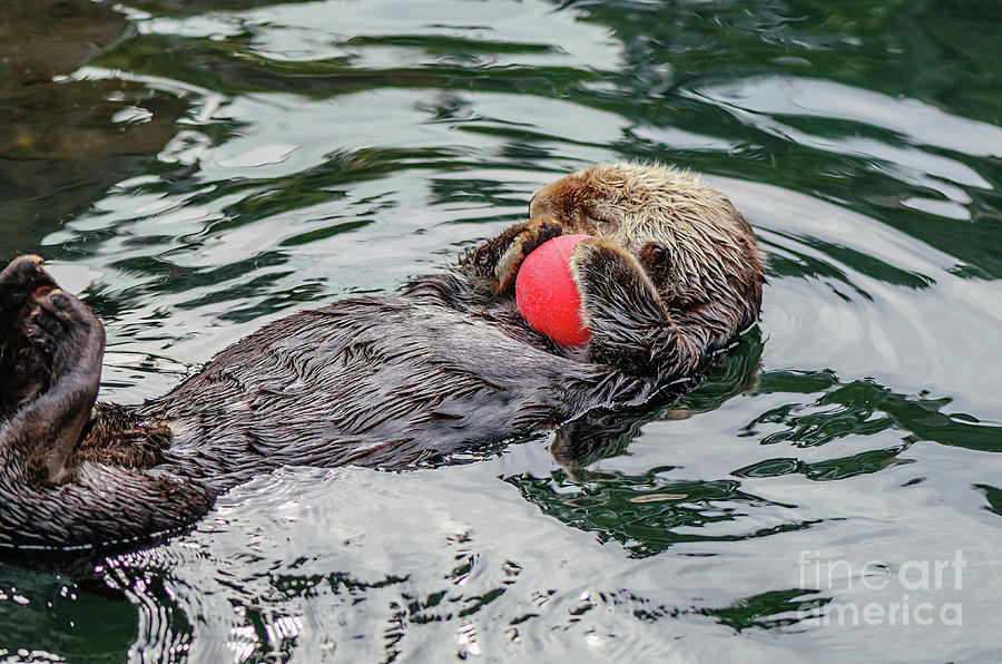 The Sea Otter Playing With A Red Ball Photograph By Viktor Birkus Fine Art America