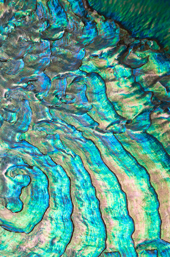 Abalone Shell Photograph - The Sea Speaks in Waves by Joy Gerow